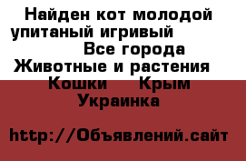 Найден кот,молодой упитаный игривый 12.03.2017 - Все города Животные и растения » Кошки   . Крым,Украинка